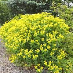 Euphorbia lathyris ~ Mole Plant-ServeScape