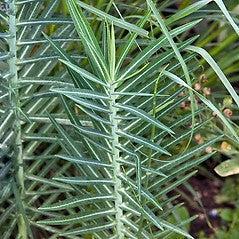 Euphorbia lathyris ~ Mole Plant-ServeScape