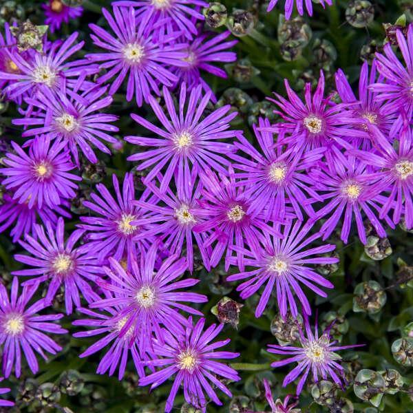 Delosperma 'Electric Slide' PP37311 ~ Flashmob™ ‘Electric Slide’ Ice Plant-ServeScape