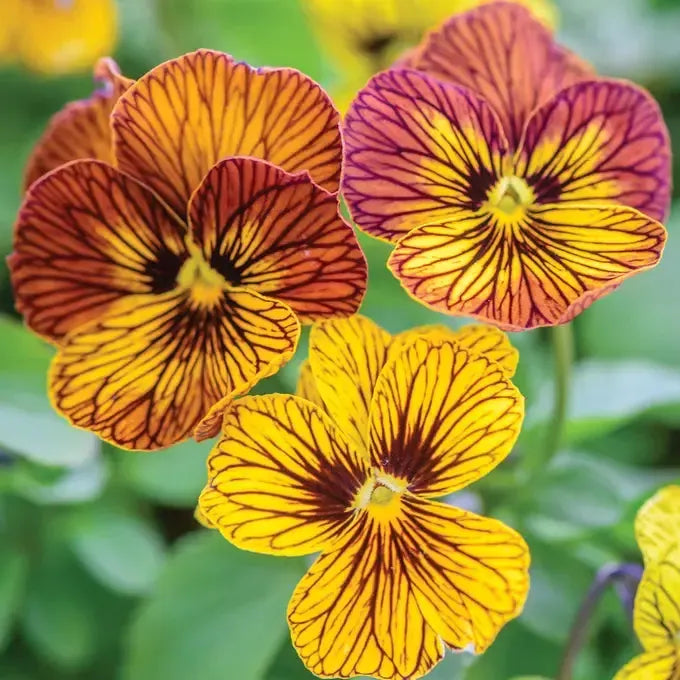 Viola x wittrockiana 'Tiger Eye Mix' ~ Tiger Eye Mix Pansy-ServeScape
