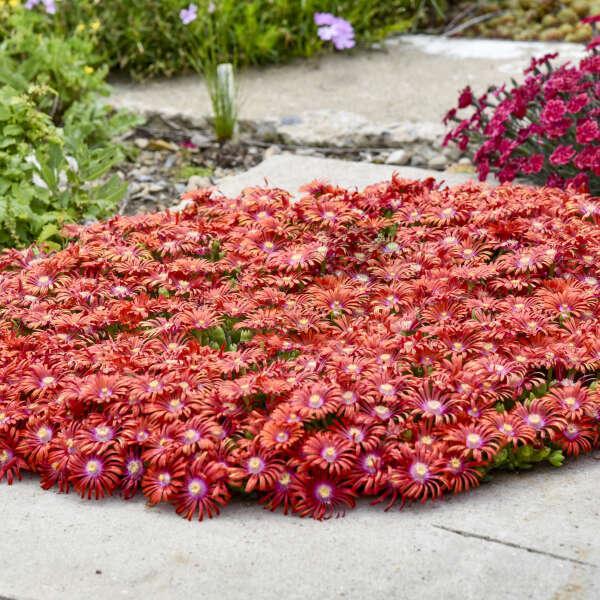 Delosperma 'Macarena'~ Flashmob™ ‘Macarena’ Ice Plant-ServeScape