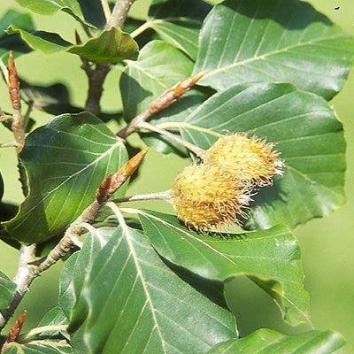 Fagus sylvatica ~ Common Beech-ServeScape