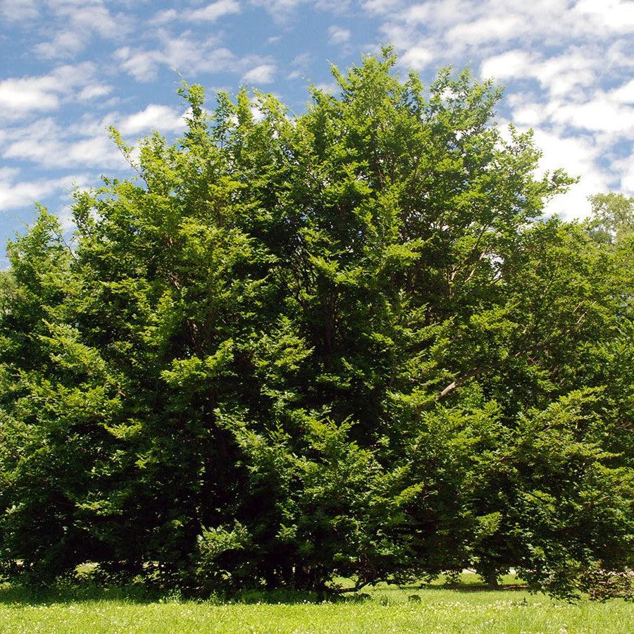 Fagus sylvatica ~ Common Beech-ServeScape