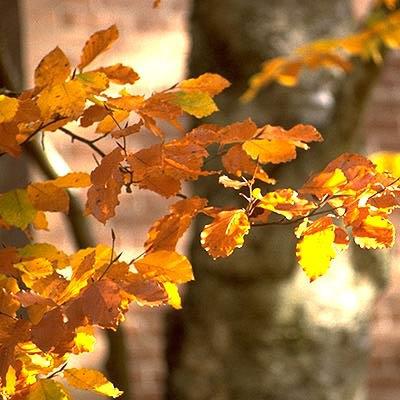 Fagus sylvatica ~ Common Beech-ServeScape