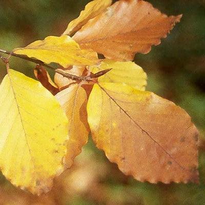 Fagus sylvatica ~ Common Beech-ServeScape