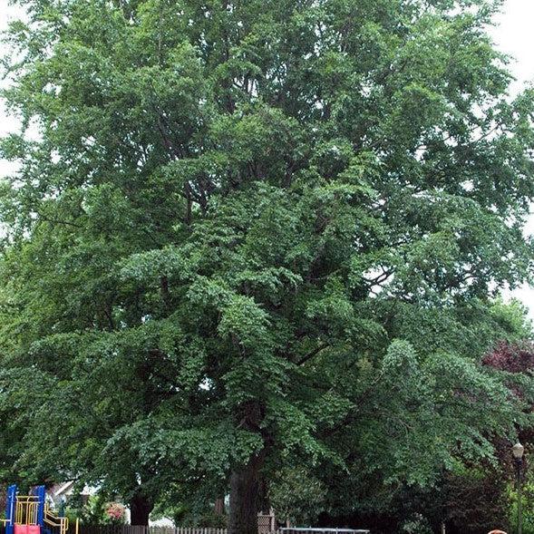 Fagus sylvatica ~ Common Beech-ServeScape