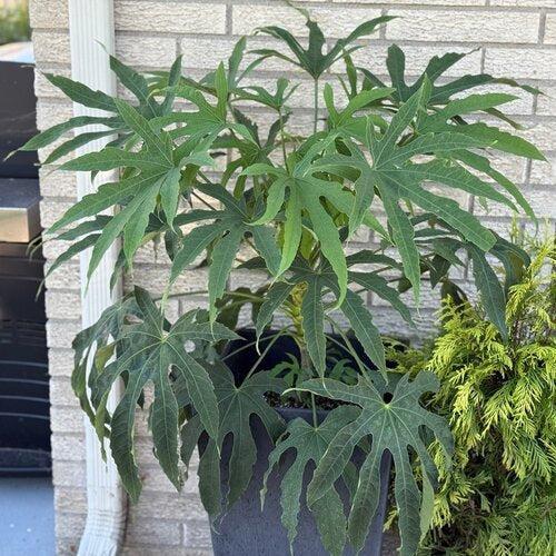 Fatsia polycarpa 'Green Fingers' ~ High Five™ Fatsia-ServeScape