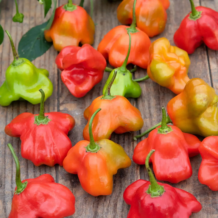 Assorted Peppers ~ Pepper Vegetables (4.5in)-ServeScape
