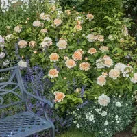 Rosa 'Ausbrass' ~ The Lady Gardener® Rose-ServeScape