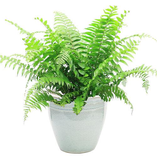Nephrolepis biserrata ~ Macho Fern-ServeScape