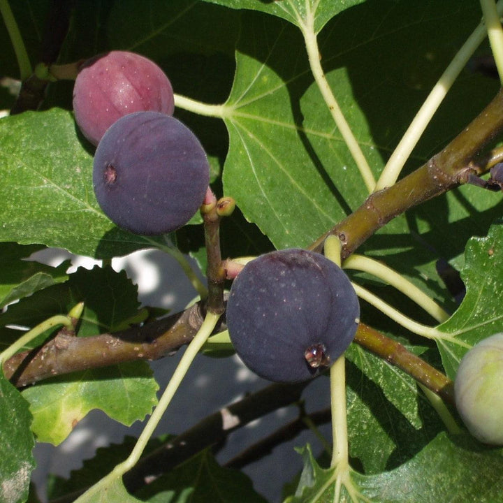 Ficus carica 'Beer's Black' ~ Beer's Black Fig-ServeScape