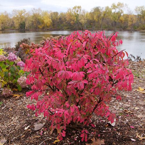 Euonymus alatus ‘NCEA1’ ~ Fire Ball Seedless® Burning Bush-ServeScape