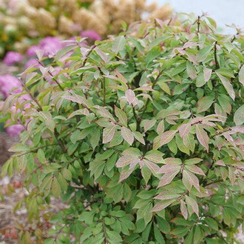 Euonymus alatus ‘NCEA1’ ~ Fire Ball Seedless® Burning Bush-ServeScape