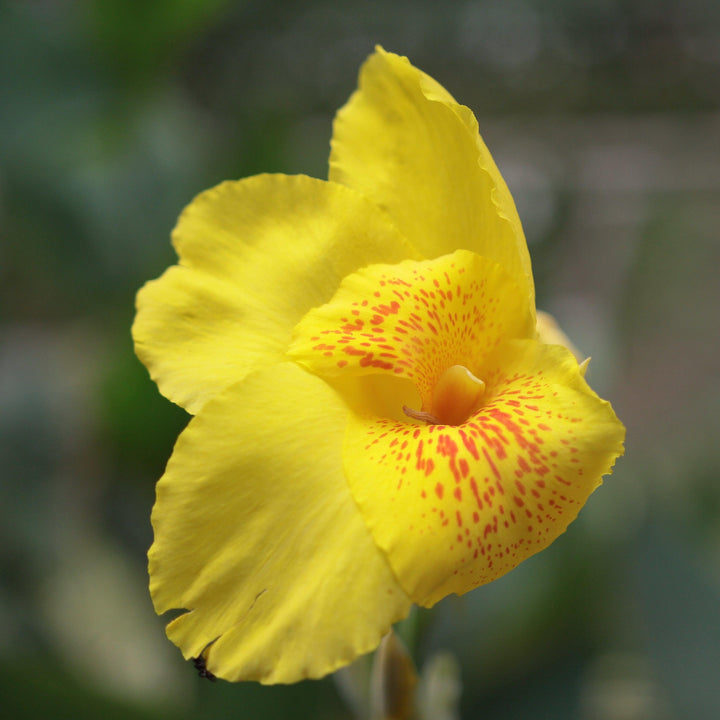 Canna 'Richard Wallace' ~ Richard Wallace Canna Lily-ServeScape