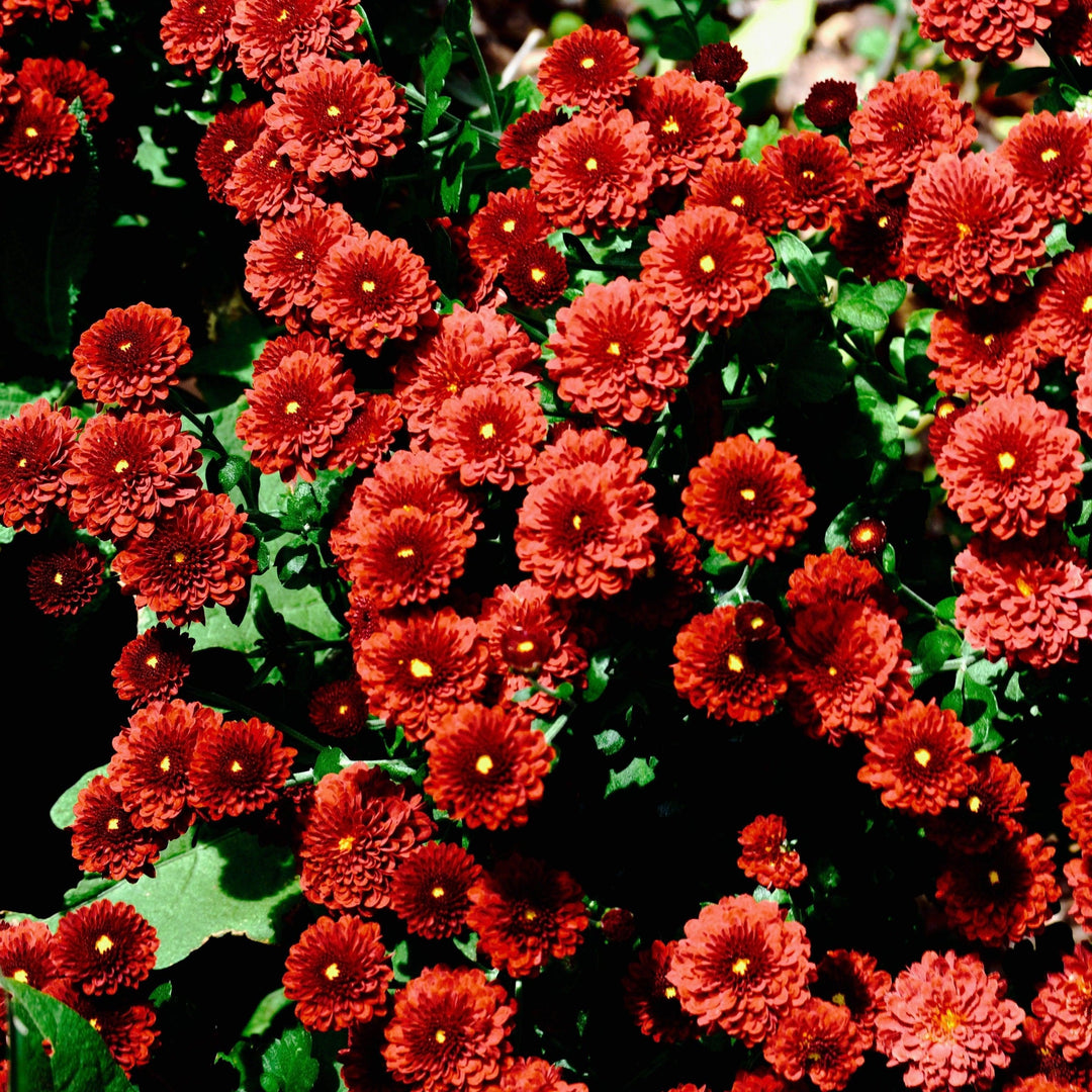 Chrysanthemum x morifolium 'Aideen Red Fire' ~ Aideen™ Red Fire Mum-ServeScape