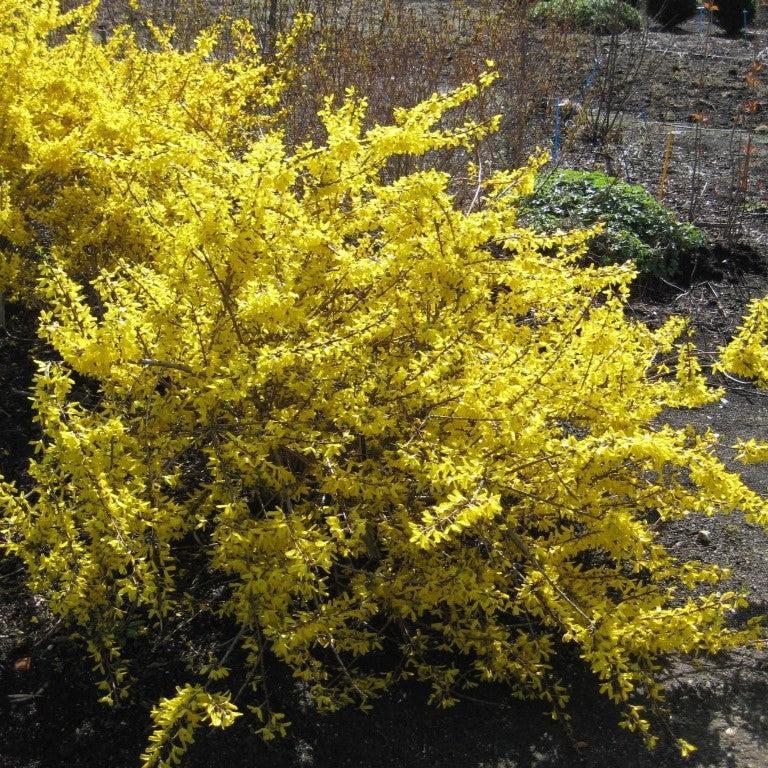 Forsythia x intermedia 'Kolgold' ~ Magical® Gold Forsythia-ServeScape