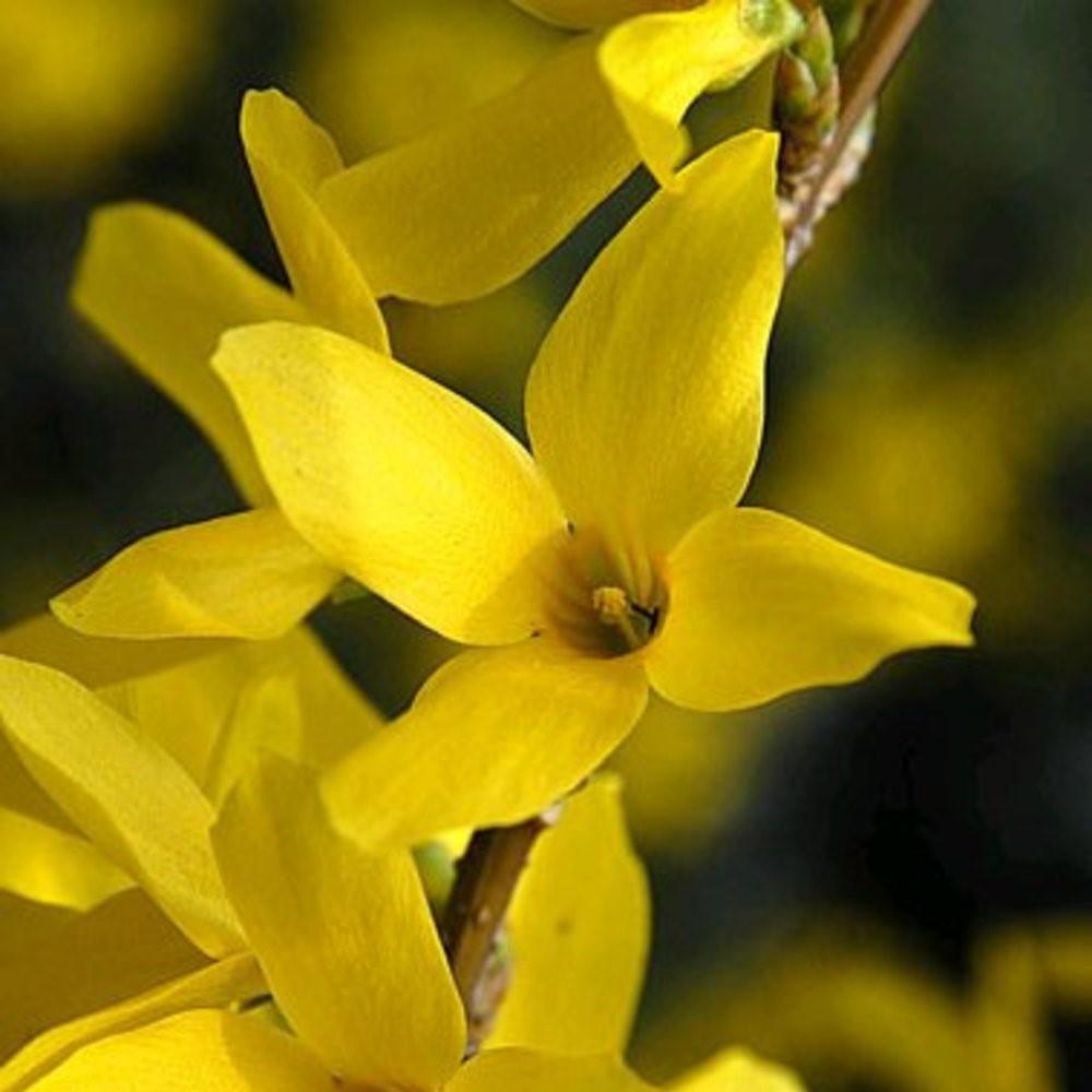 Forsythia x intermedia 'Kolgold' ~ Magical® Gold Forsythia-ServeScape