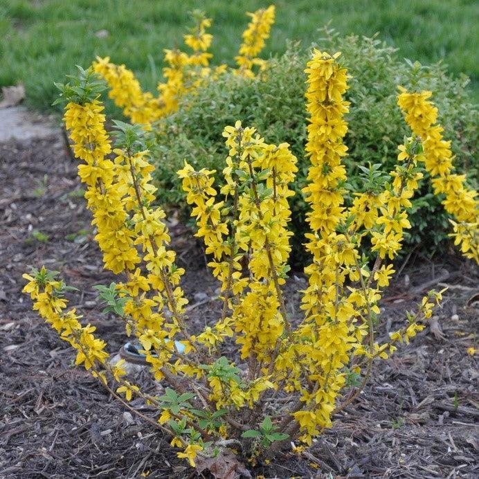 Forsythia x intermedia 'Kolgold' ~ Magical® Gold Forsythia-ServeScape