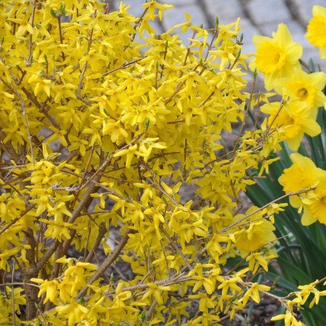 Forsythia x intermedia 'Kolgold' ~ Magical® Gold Forsythia-ServeScape