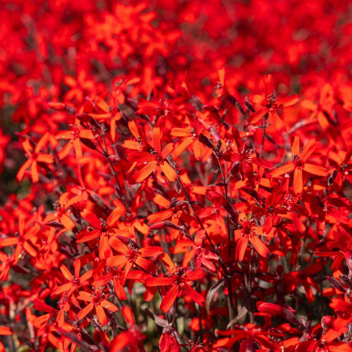 Silene virginica 'Sil005' ~ Bloomin' Easy® Forged by Fire™ Catchfly-ServeScape