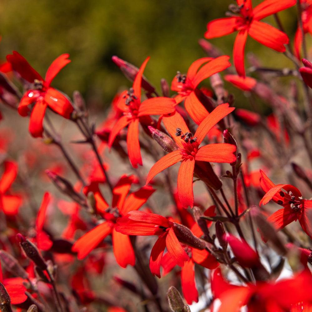 Silene virginica 'Sil005' ~ Bloomin' Easy® Forged by Fire™ Catchfly-ServeScape
