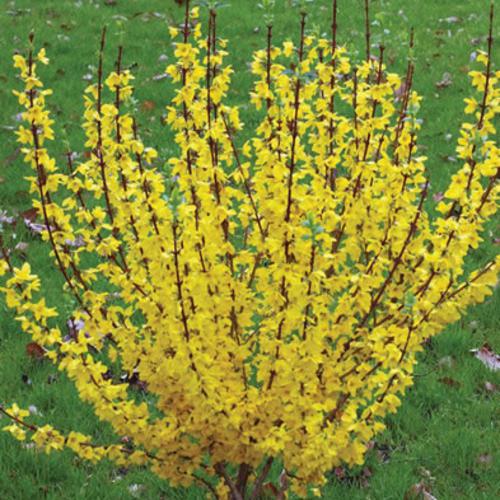 Forsythia x intermedia 'Mindor' ~ Show Offt® Forsythia-ServeScape