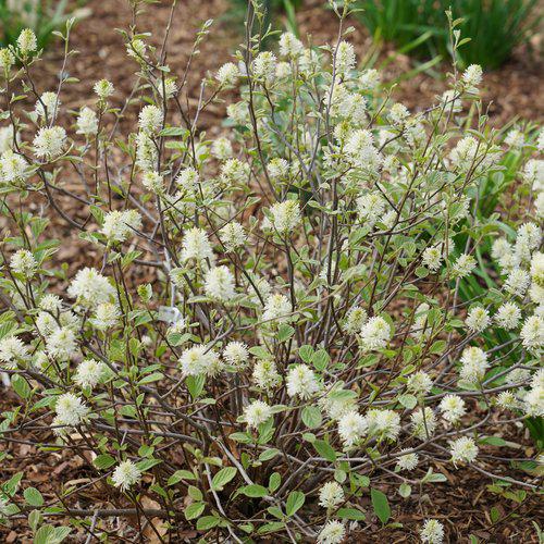 Fothergilla x intermedia 'NCFI1' USPP 34,139 ~ Legend of the Small® Fothergilla-ServeScape