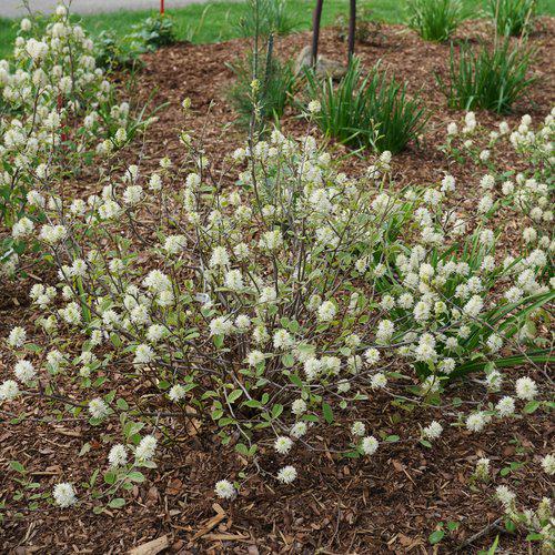 Fothergilla x intermedia 'NCFI1' USPP 34,139 ~ Legend of the Small® Fothergilla-ServeScape