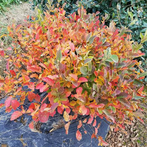 Fothergilla x intermedia 'NCFI1' USPP 34,139 ~ Legend of the Small® Fothergilla-ServeScape