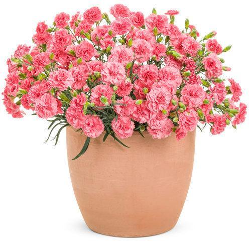 Dianthus 'Classic Coral' ~ PW® Fruit Punch® Classic Coral Dianthus-ServeScape