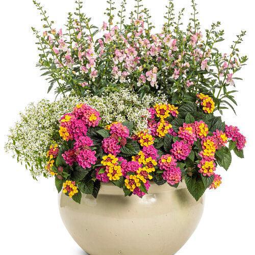Lantana camara 'DLANTAN95' ~ PW® Luscious® Royale Cosmo Lantana-ServeScape