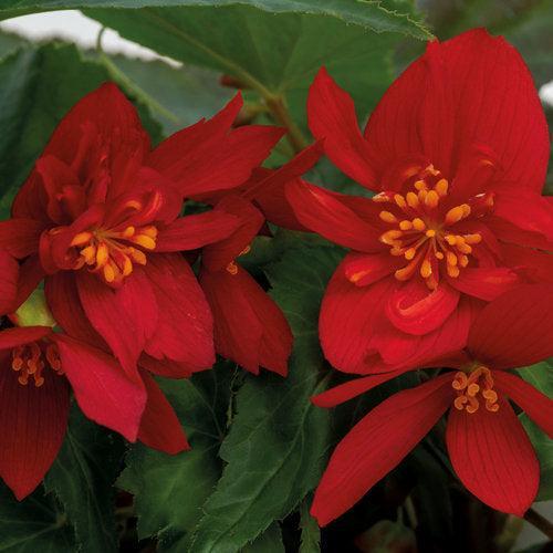 Begonia x hybrida 'Funky Red' ~Funky® Red Begonia-ServeScape