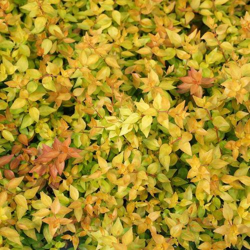 Abelia × grandiflora 'Minacara1' PP#30,430 ~ Funshine® Abelia-ServeScape