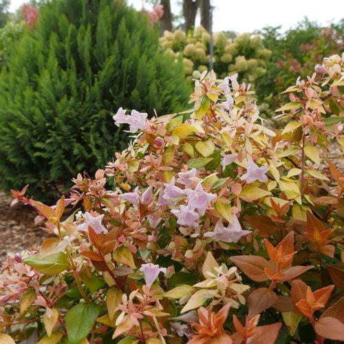Abelia × grandiflora 'Minacara1' PP#30,430 ~ Funshine® Abelia-ServeScape