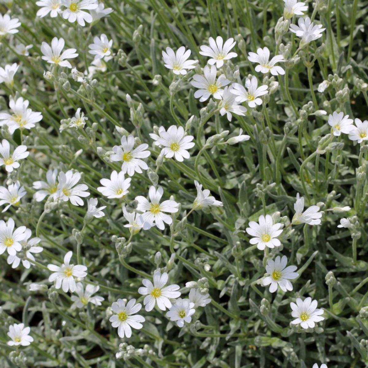 Cerastium tomentosum 'Snow-in-Summer' ~ Snow in Summer-ServeScape