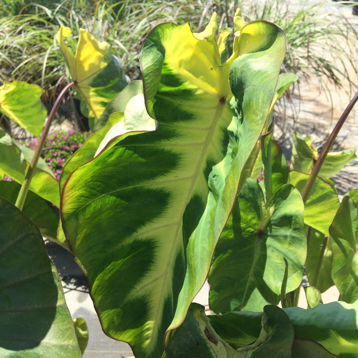 Colocasia esculenta 'Maui Sunrise' ~ Monrovia® Royal Hawaiian® Maui Sunrise Elephant Ear-ServeScape
