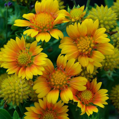Gaillardia x aristata 'Arizona Apricot' ~ Arizona Apricot Blanket Flower-ServeScape