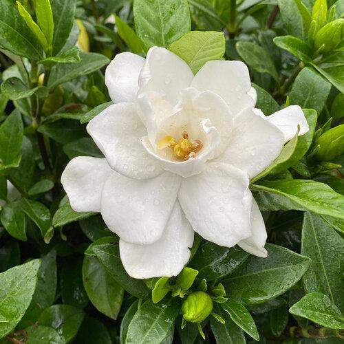 Gardenia jasminoides 'SMNGDUO' ~ Pillow Talk® Gardenia-ServeScape