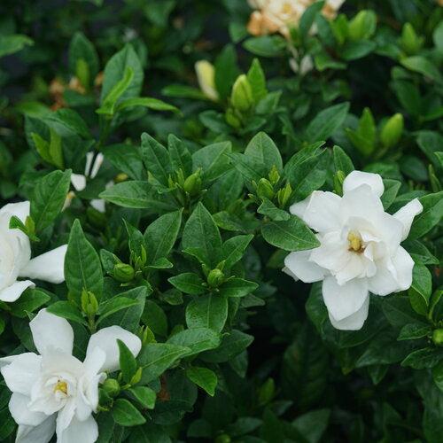 Gardenia jasminoides 'SMNGDUO' ~ Pillow Talk® Gardenia-ServeScape