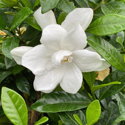 Gardenia jasminoides 'SMNGDUO' ~ Pillow Talk® Gardenia-ServeScape