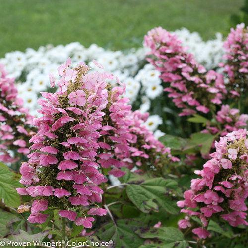 Hydrangea quercifolia 'JoAnn' USPP 27,879 ~ Gatsby Pink® Oakleaf hydrangea-ServeScape