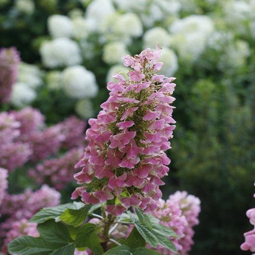 Hydrangea quercifolia 'JoAnn' USPP 27,879 ~ Gatsby Pink® Oakleaf hydrangea-ServeScape