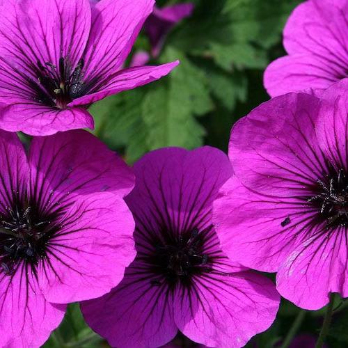 Geranium pratense 'Dark Eyes' ~ Dark Eyes Cranesbill-ServeScape