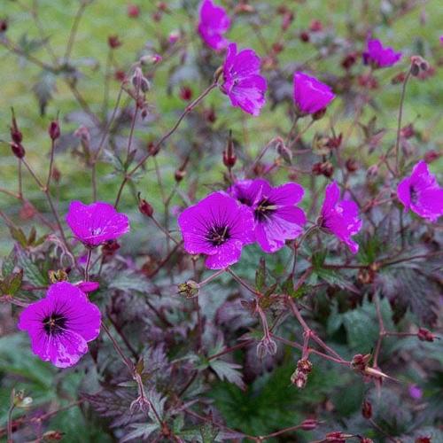 Geranium pratense 'Dark Eyes' ~ Dark Eyes Cranesbill-ServeScape