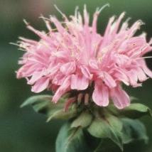 Monarda 'Marshall's Delight' ~ Marshall's Delight Bee Balm-ServeScape