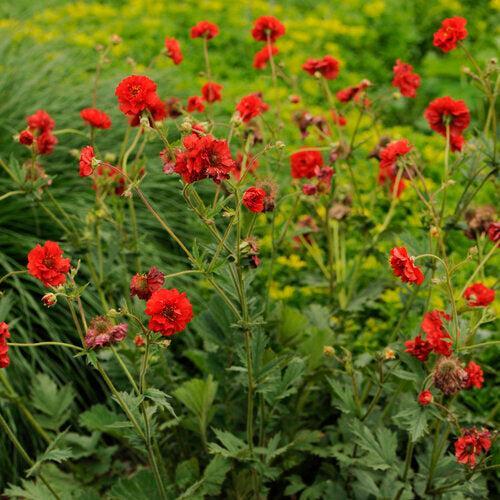 Geum 'Blazing Sunset' ~ Blazing Sunset Avens-ServeScape