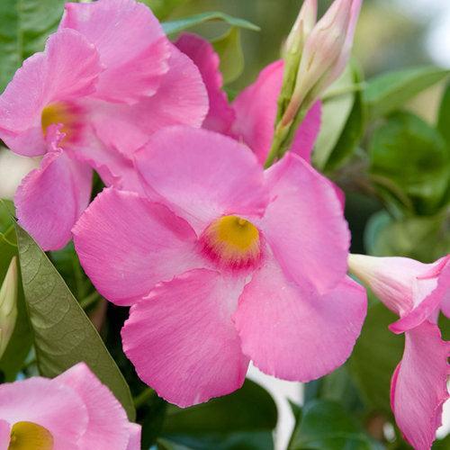 Mandevilla x 'Sunmandecos' PP #15,202 ~ Sun Parasol® Giant Pink Mandevilla-ServeScape