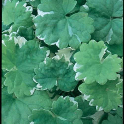 Glechoma hederacea 'Variegata' ~ Variegated Creeping Charlie-ServeScape