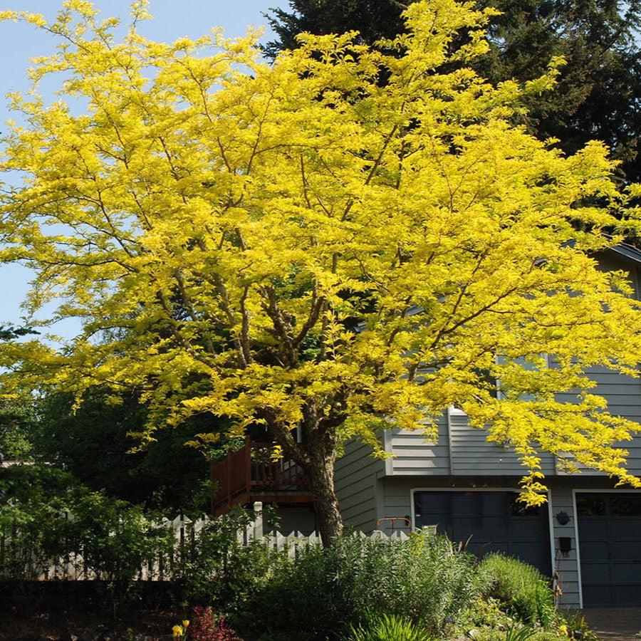 Gleditsia triacanthos var. inermis 'Suncole' ~ Sunburst® Honeylocust-ServeScape