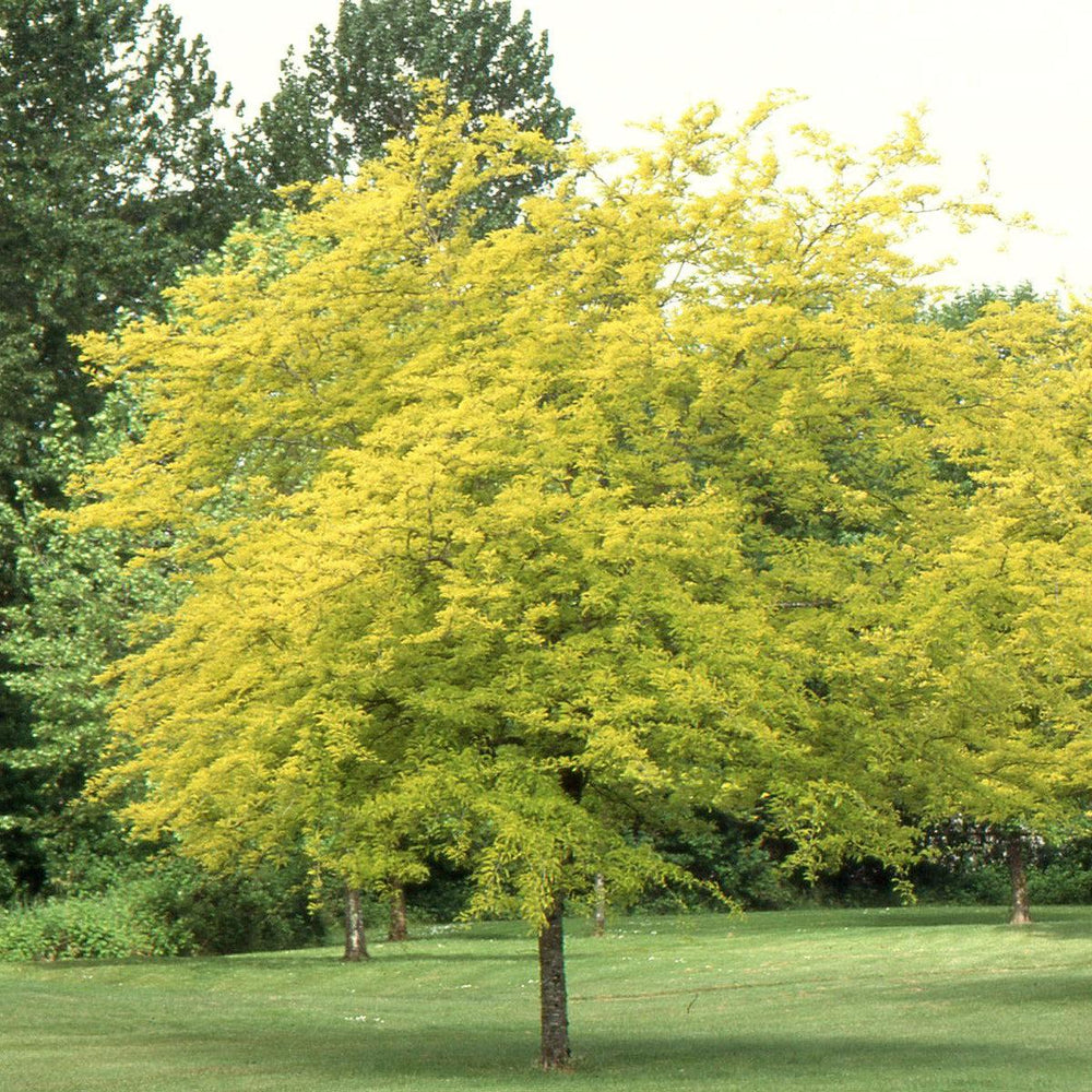 Gleditsia triacanthos var. inermis 'Suncole' ~ Sunburst® Honeylocust-ServeScape